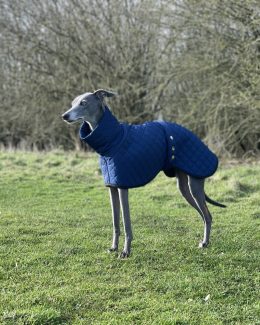 whippet greyhound coat