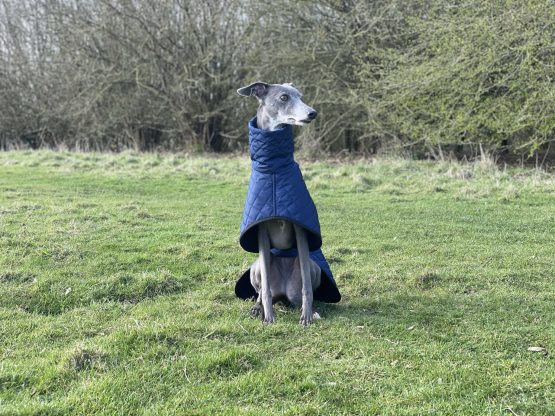 whippet greyhound coat