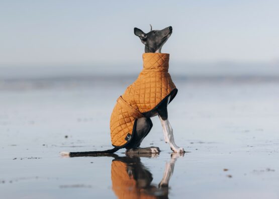 Yellow Quilted Waterproof Whippet Greyhound Coat