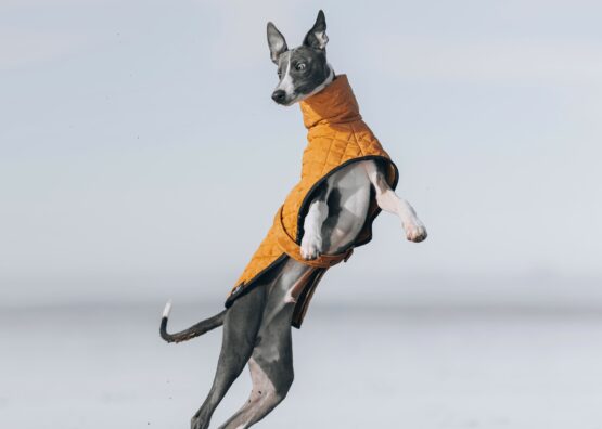 whippet greyhound coat