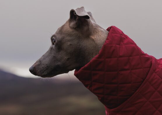 whippet greyhound coat