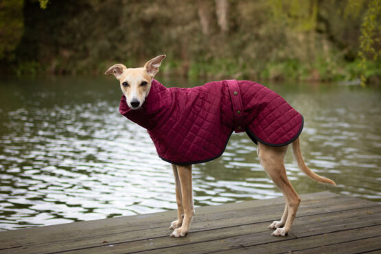 whippet greyhound coat