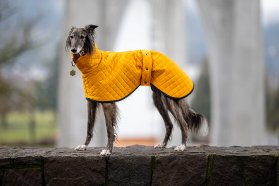 whippet greyhound coat