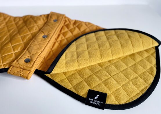 whippet greyhound coat