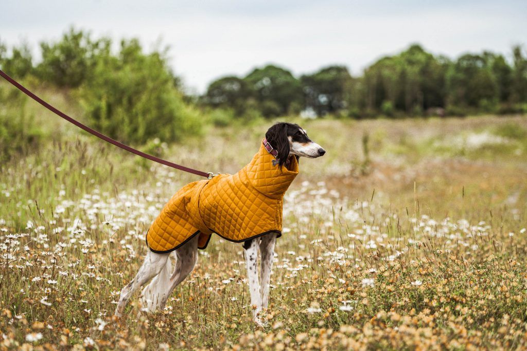 whippet greyhound coat