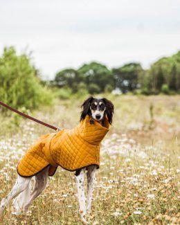 whippet greyhound coat
