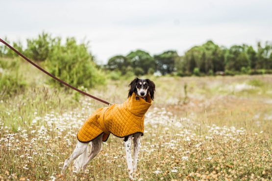 whippet greyhound coat