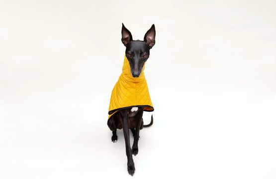 whippet greyhound coat