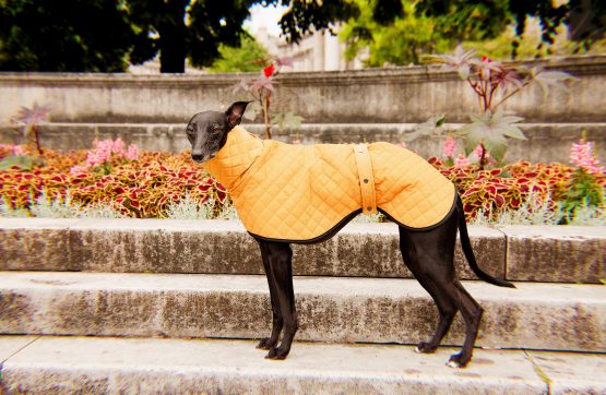 whippet greyhound coat