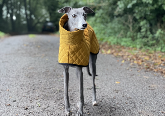 whippet greyhound coat