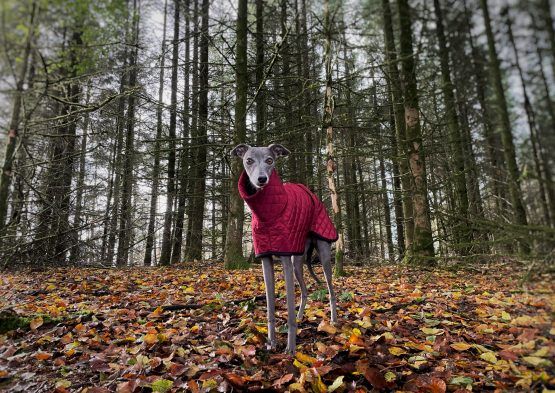 whippet greyhound coat
