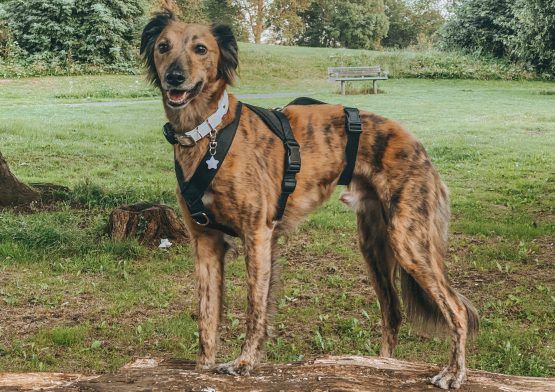 whippet greyhound harness