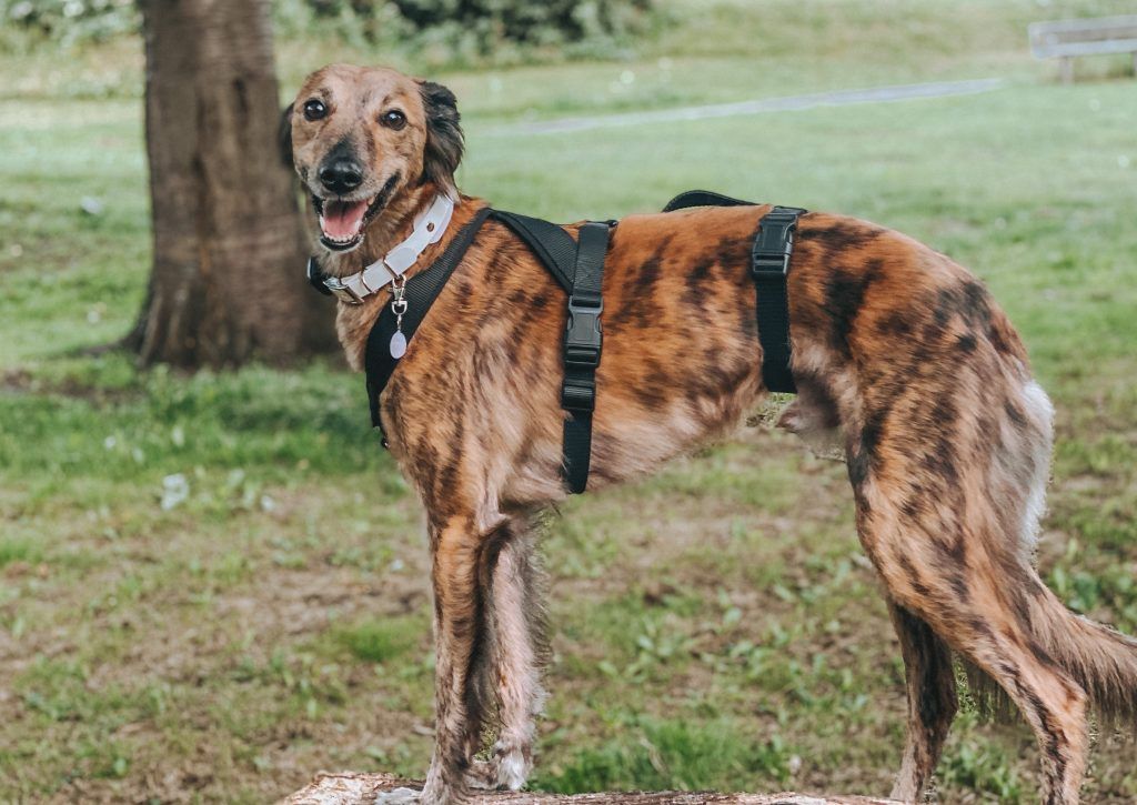Black Triple Strap 2 Point Whippet Harness Greyhound Italian Lurcher