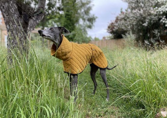 whippet greyhound coat