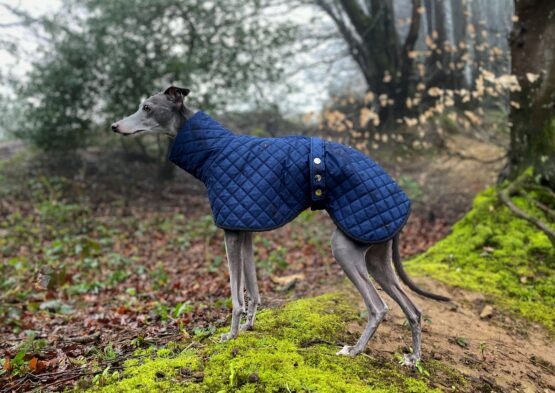 whippet greyhound coat