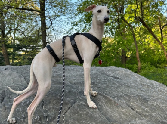 whippet greyhound harness