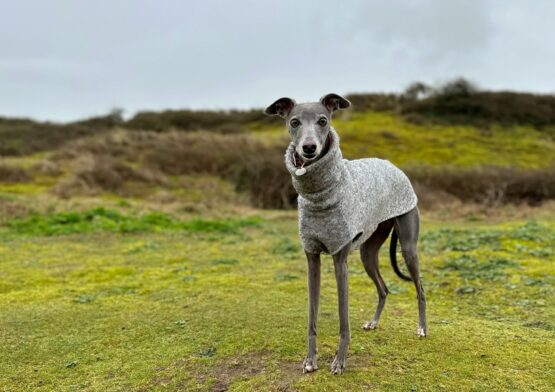 whippet greyhound jumper