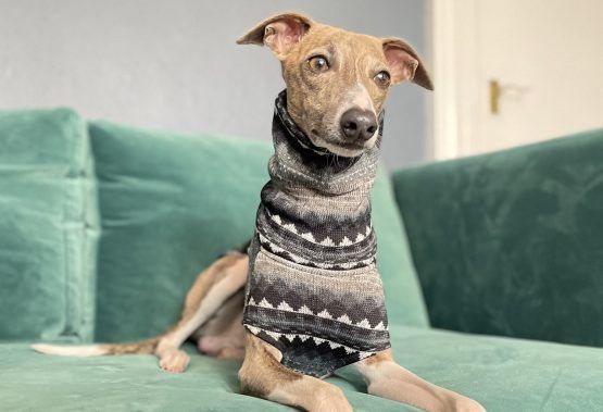 whippet greyhound jumper