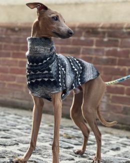 whippet greyhound jumper