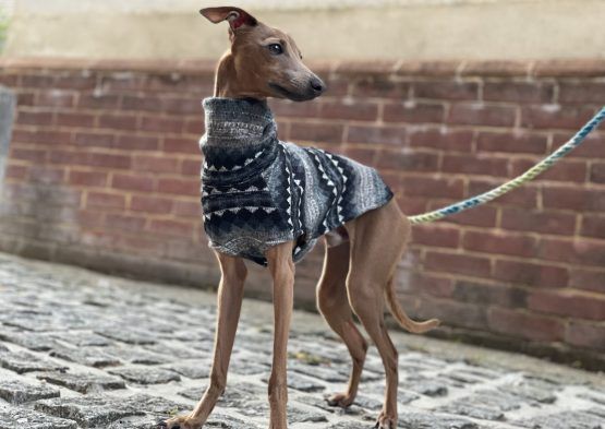 whippet greyhound jumper