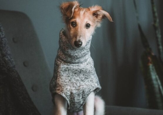 whippet greyhound jumper