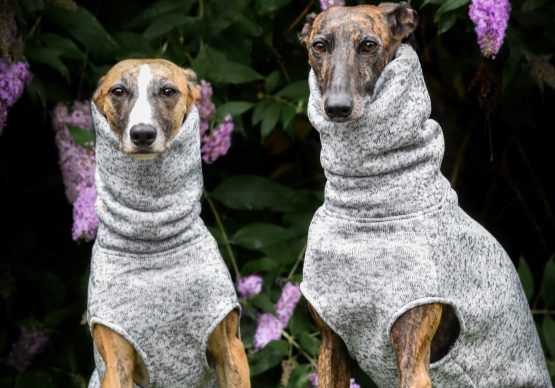 whippet greyhound jumper