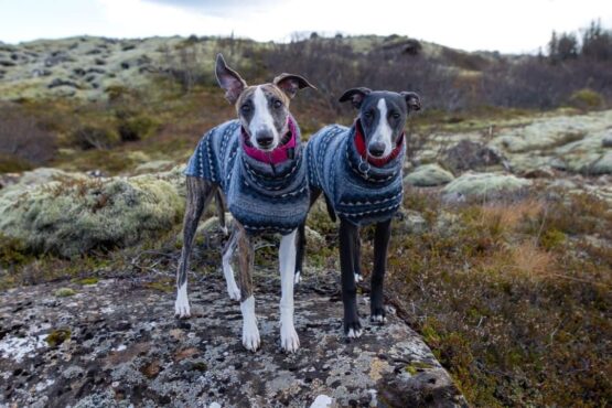 whippet greyhound jumper