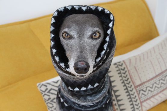 whippet greyhound jumper