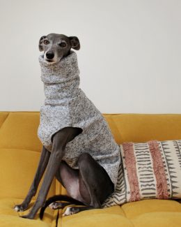 whippet greyhound jumper