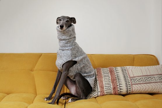 whippet greyhound jumper