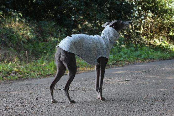 whippet greyhound jumper