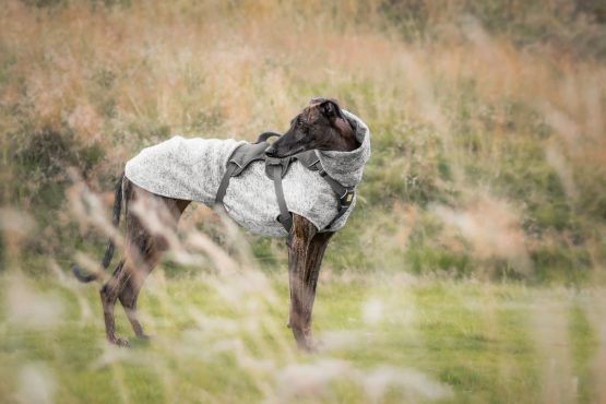 whippet greyhound jumper