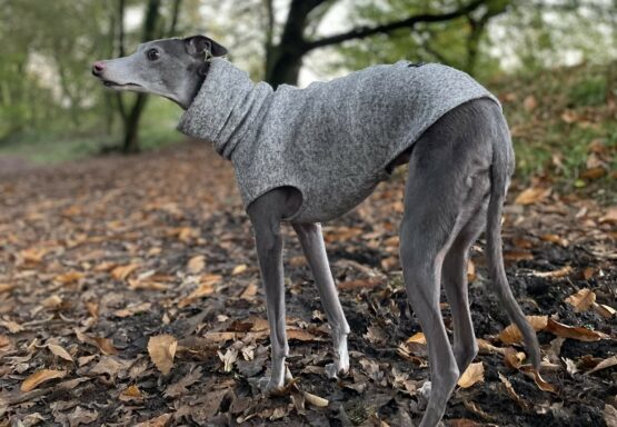 whippet greyhound jumper