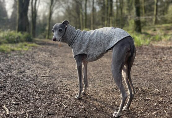 whippet greyhound jumper