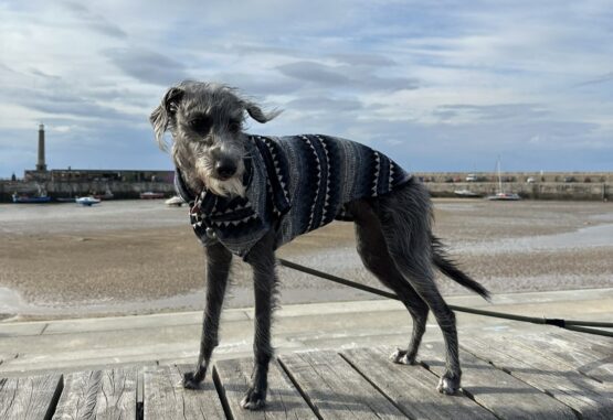 whippet greyhound jumper
