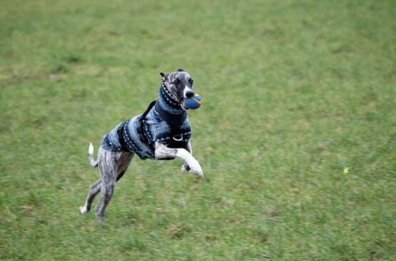 whippet greyhound jumper