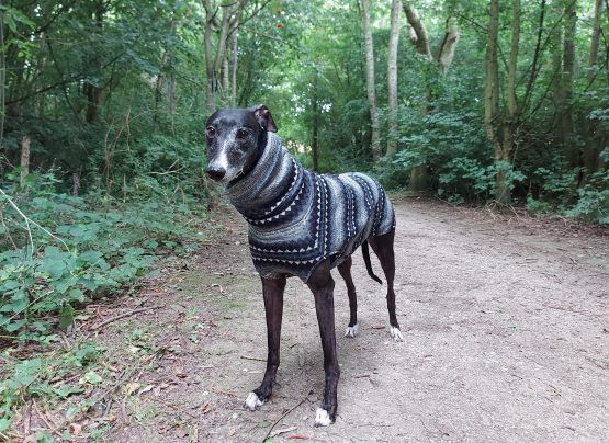 whippet greyhound jumper