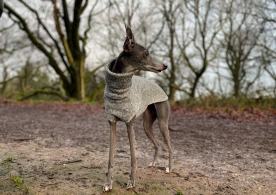 whippet greyhound jumper