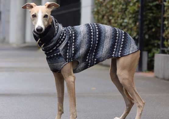 whippet greyhound jumper