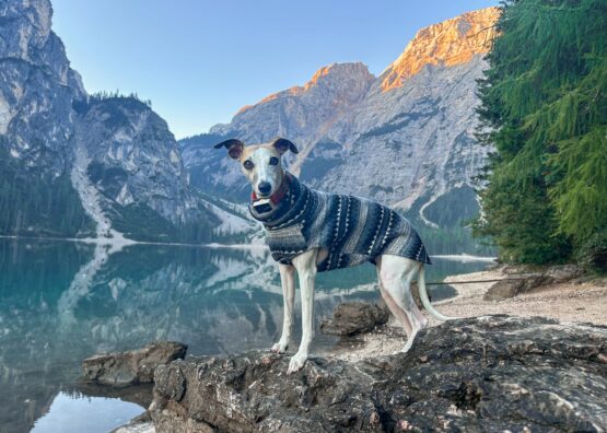 whippet greyhound jumper