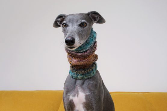 whippet greyhound snood