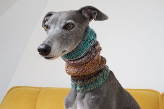 whippet greyhound snood