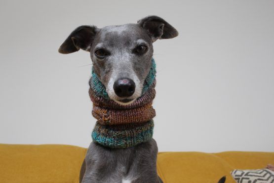 whippet greyhound snood