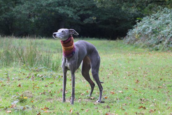 snood whippet greyhound