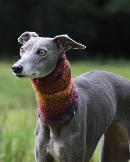 snood whippet greyhound