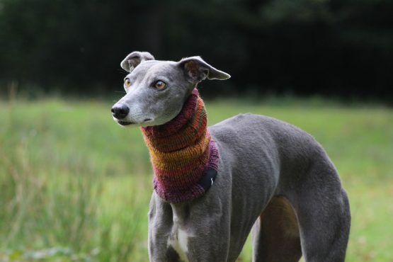 snood whippet greyhound