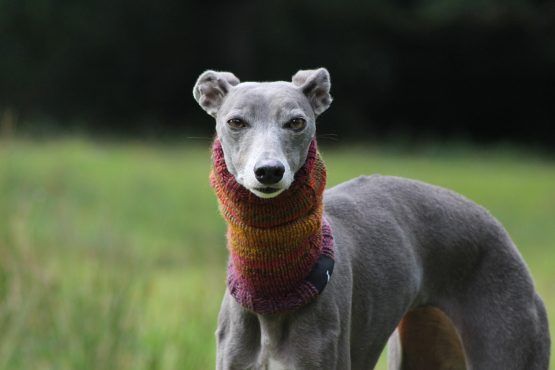 snood whippet greyhound