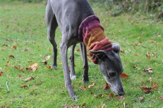 snood whippet greyhound