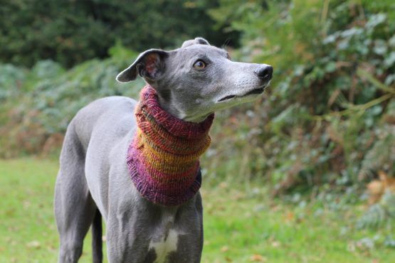 snood whippet greyhound