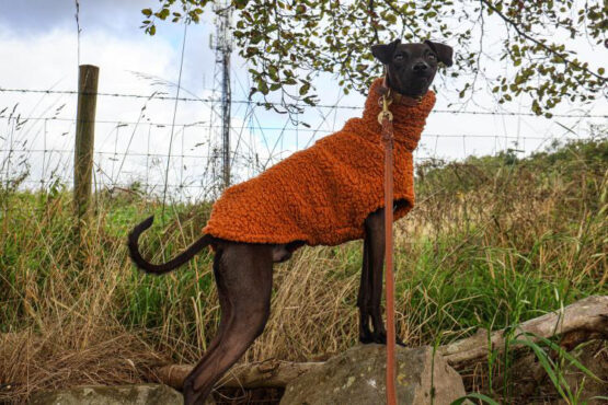 whippet greyhound jumper